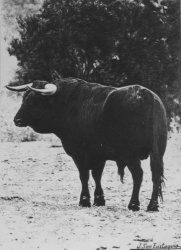 69 toro-3
